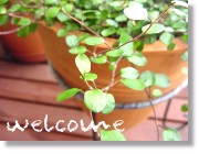 welcome01.gif