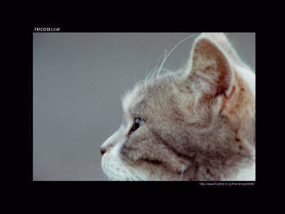 cat-4.jpg