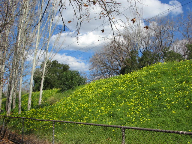 Yellow Flowers 009.jpg