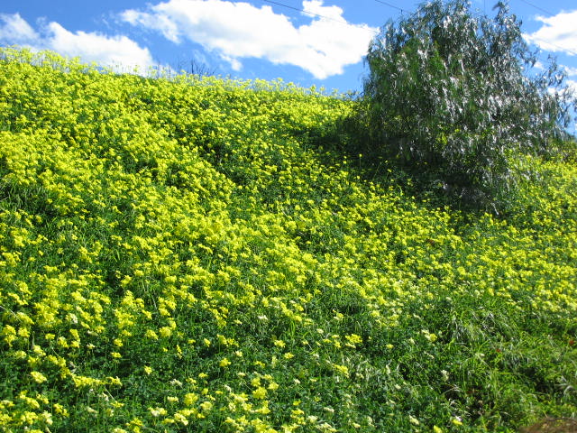 Yellow Flowers 010.jpg