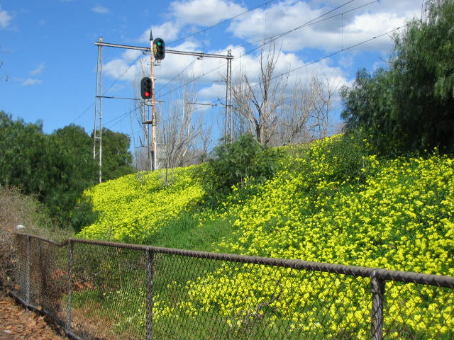 Yellow Flowers 011.jpg