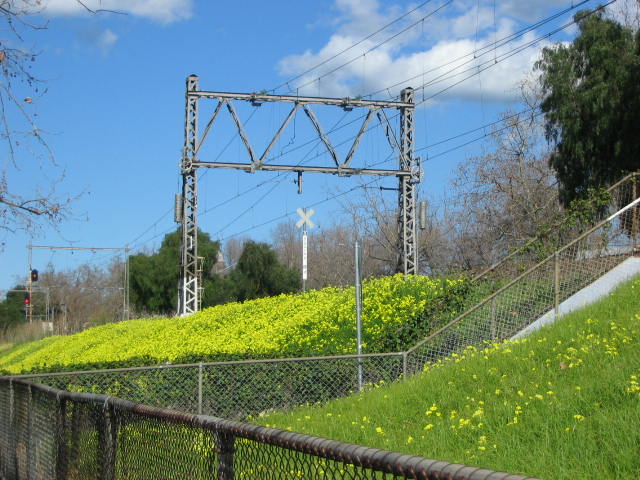 Yellow Flowers 012.jpg